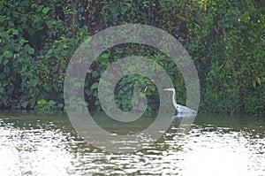 An egret bird prowling the edge of a river looking for fishes