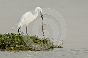 An Egret bird is trying to get some food from a urban pond