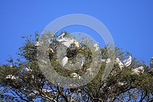 Egret birds nesting in trees