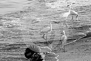 Egret birds walking on beach