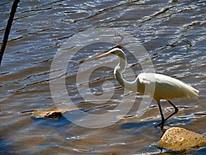 An egret in the Blue Mountains, Australia