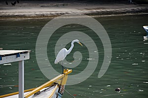 The egret