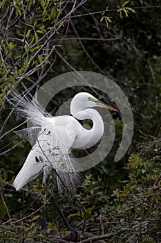 Egret in breeding plumage