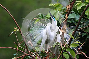 An egret in breeding plumage