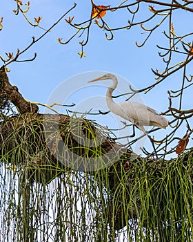 Egret is a bird of the order Pelecaniformes and can be found throughout Brazil. photo