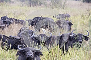 Egret on cape buffalo, Queen Elizabeth National Park, Uganda