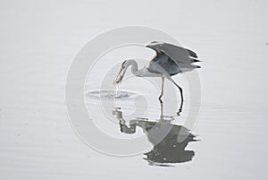 Egret catch a fish