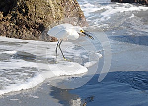 An Egret Catches Another Small Marine Animal Just North of the Boca Inlet