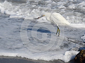 An Egret Catches a Small Marine Animal Just North of the Boca Inlet