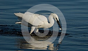 Egret catching a fish