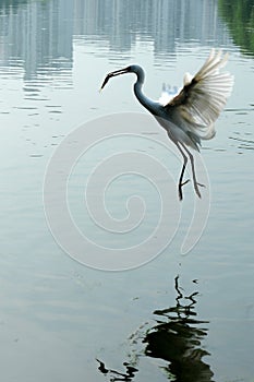 Egret