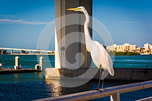 Egret in Clearwater, Florida.