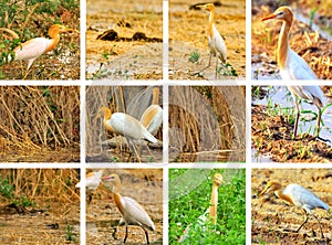 Egret collage