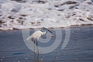 Egret with Crab