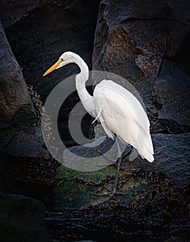 Egret crabbing in a crevice