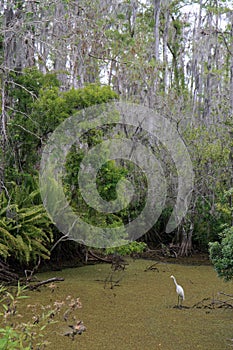 Egret in a Cypress Swamp