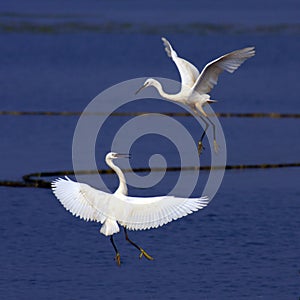 Egret dance