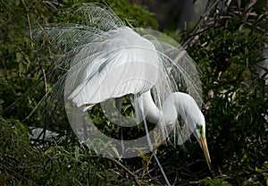 Egret displaying its showy breeding plumage, central Florida wet