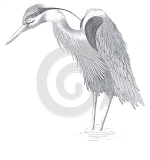 Egret drawing