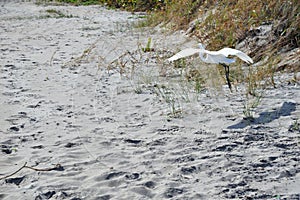 Egret effortlessly flies along the Boca Raton Beach Duneline photo