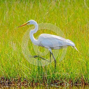 Egret in Emilie Ruecker Wildlife Refuge, Tiverton, Rhode Island