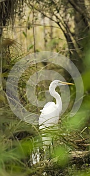 Egret in the Everglades