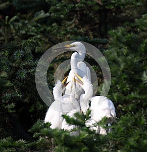 Egret family