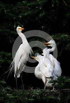 Egret family