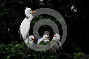 Egret family