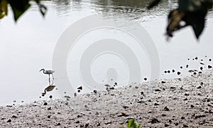 Egret, tropical mangrove nature reserve