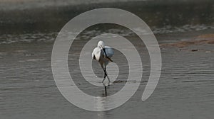 Egret habitat in a field