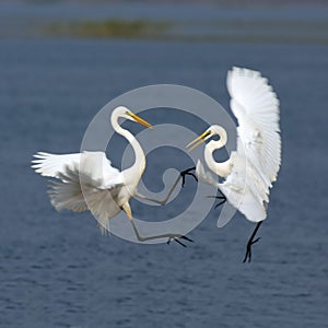 Egret fighting