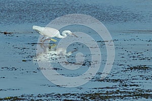 Egret fishing in the sea