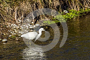 Egret fishing in a small stream