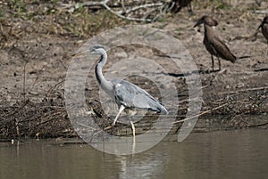 Egret fishing, South Africa