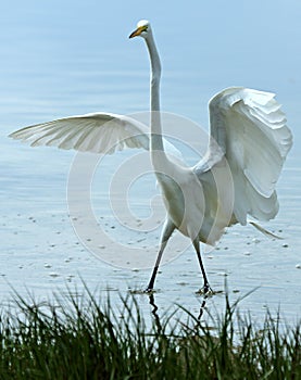 Egret flapping its wings while standing in water in Florida.