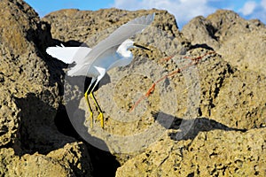 Egret flies over the rocks on Boca Beach on Her Way to the Water photo