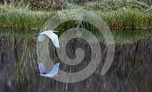 An Egret Flies over a Small Florida Lake