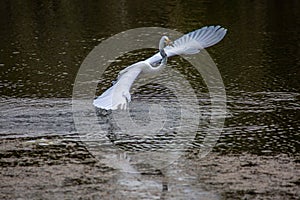 An Egret Flies over a Small Florida Lake