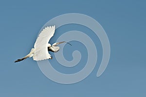 Egret in Flight