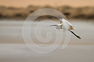 Egret in flight