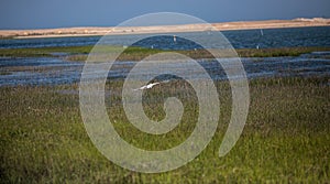 Egret in Flight over Chincoteague National Wildlife Refuge