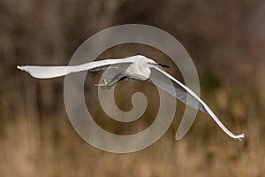 Egret in flight, Rhone delta, Camargue, France
