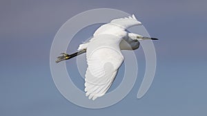 Egret in flight, Rhone delta, Camargue, France