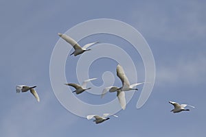 Egret flock in flight