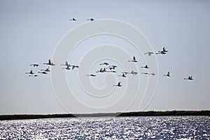 Egret flock flying over a delta