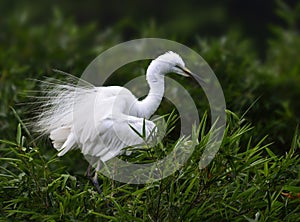 The Egret is Fluffing out its Feathers