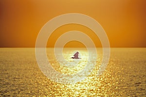 An Egret fly back in the evening before sunset.