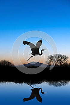 Egret Flying on Blue Evening