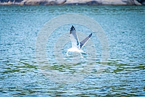 Egret flying with caught fish in its beak, in the sea of Vitoria bay, EspiÂ­rito Santo state, Brazil photo